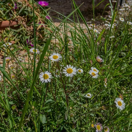 Residenza Verdeoliva - Yourplace Abruzzo Вилла *